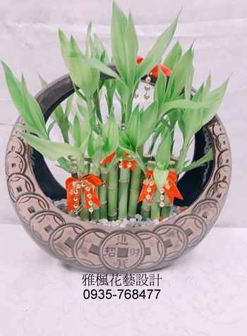 二盆以上提供出貨&好運連連開運竹盆栽&彰化雅楓花店開幕誌慶財運竹盆栽