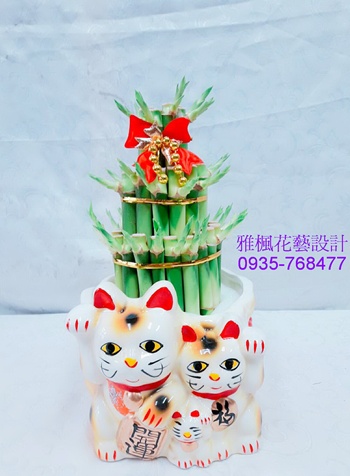二盆以上提供出貨&室內好照顧開運竹盆栽推薦送彰化
