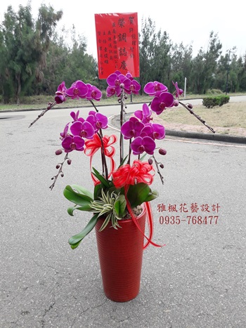 紅色蝴蝶蘭花盆栽(開幕_結婚_喜慶_會議_新居_榮升_喬遷_探病…)彰化地區花店