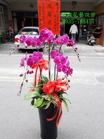 紅花蘭花!!大方!!品質蘭の花のポット 立地型盆栽 (適用於:展出_開幕_結婚_榮升_喜慶_會議…等)
