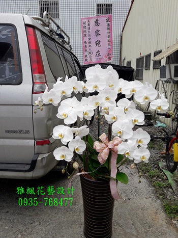 2盆6000元起，喪事禮儀白色祝福追思彰化花店蝴蝶蘭花盆栽
