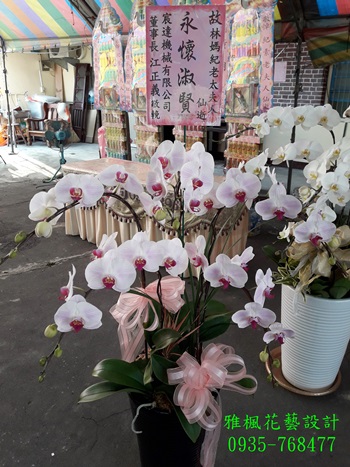 高雅白粉色蝴蝶蘭花立地型盆栽(哈妮&日本姑娘&萬巒系列)_追思蘭花盆栽南投花店_草屯花店