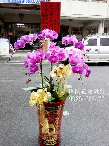 中粉蝴蝶蘭盆栽_開幕_喜慶_弔唁_追思皆可。適合各種場合推薦彰化花店0935-768477雅楓花藝