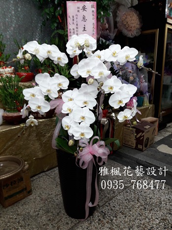 潔白高雅白花蝴蝶蘭立地型盆栽_適用於喪事禮儀告別式蘭花盆栽