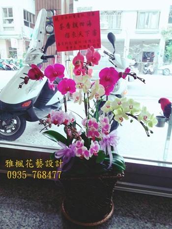 繽紛色彩組合桌上型蝴蝶蘭盆栽外送推薦0920-768477雅楓花藝台中花店開幕蘭花盆栽外送服務