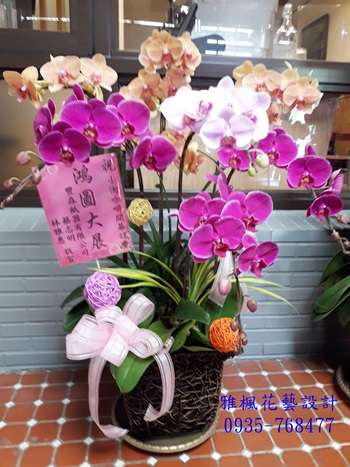 美麗繽紛組合蝴蝶蘭桌上型盆栽_彰化南投雲林花店送朋友新居落成蘭花盆栽