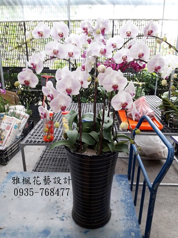 8株淡色系蝴蝶蘭一盆立地型盆栽追思弔慰中部地區花店專人專車專送
