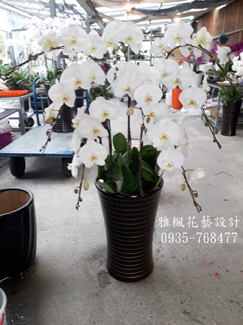 8株白色潔淨素雅蝴蝶蘭盆栽_南投市花店_彰化地區花店送殯儀館蘭花盆栽