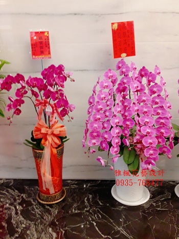 特長花串粉色蝴蝶蘭一盆(稀有高貴氣派)雅楓花店
