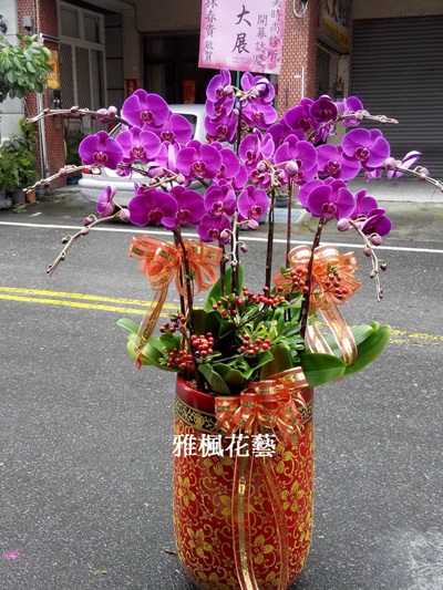 大瑞利蘭花盆栽，立地型高大款式(開幕，結婚，榮升，喜慶，會議，新居，探病…等)雲林花店免費外送服務