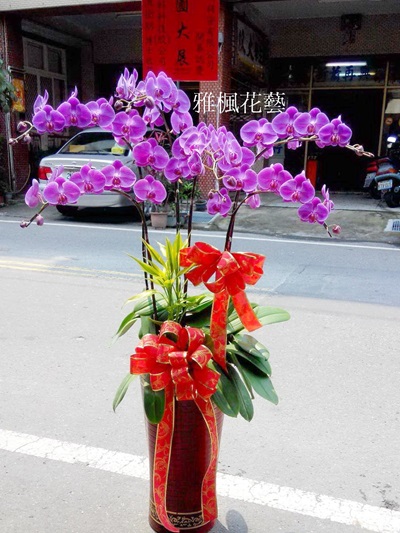 桃紅色蘭花盆栽立地型，員林市花店免外送費服務_主管榮陞祝賀蘭花盆栽
