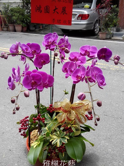 紅色蘭花盆栽桌上型適合各種場合_彰化市雅楓花店開幕蘭花盆栽外送
