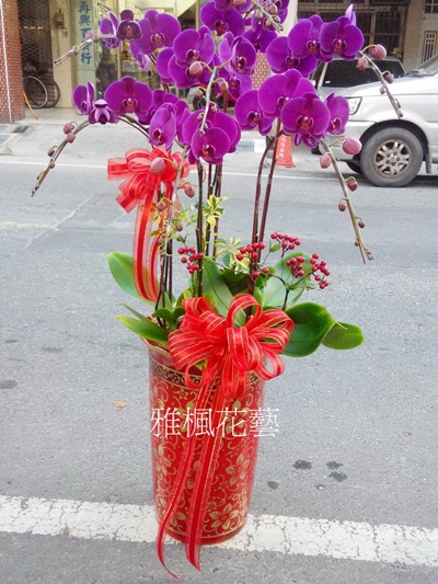 最大的祝福，大辣椒紅色系蘭花盆栽，田中花店蘭花外送服務