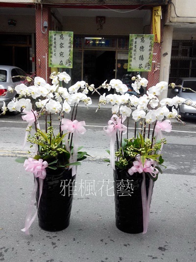 一盆5500元 二盆10000元白色蝴蝶蘭花盆栽_斗六花店外送喪禮場合