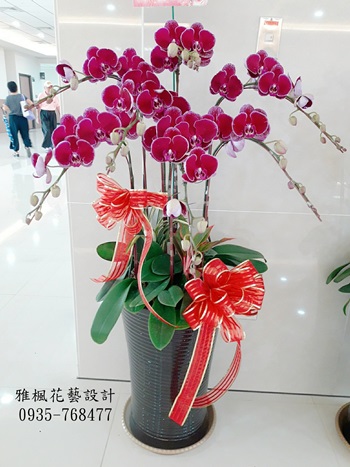 深紅蝴蝶蘭花立地型_彰化花店榮陞蘭花盆栽南投雲林花店外送