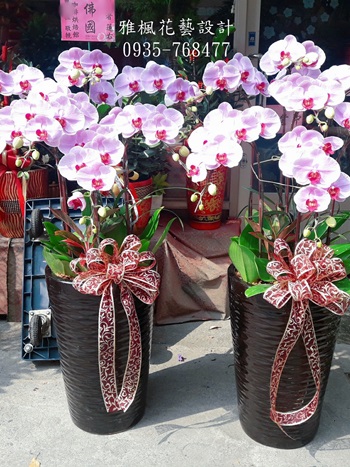 淡粉花紅心哈妮蝴蝶蘭花七株立地型盆栽​_送動土典禮蘭花盆栽西螺員林埔里花店專車送達
