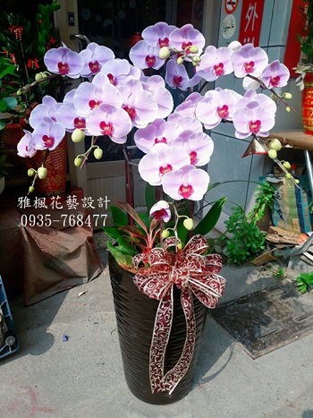粉花紅心蝴蝶蘭花禮任何場合都適合喔_北港草屯鹿港台中西區花店專車送達