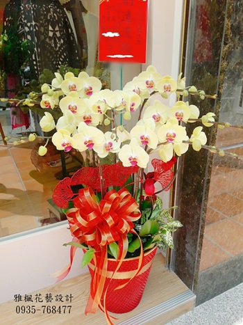 金色傳奇蝴蝶蘭花盆栽彰化花店_南投花店專車送達服務祝賀新婚誌喜蘭花盆