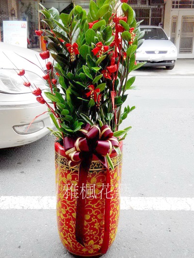 金錢樹盆栽喬遷開幕祝賀盆栽_南投市花店雅楓花藝