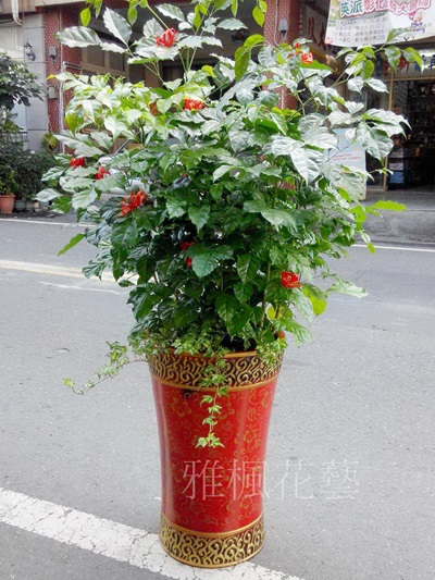 の継続的な販売_收禮者的最愛旺旺樹盆栽非常吉利討喜_二林花店開幕盆栽