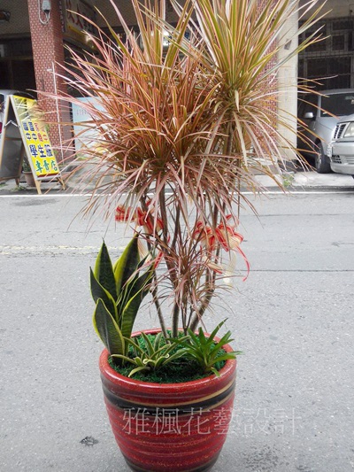 五彩千年木盆栽&雅楓員林花店