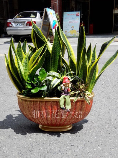 虎尾蘭&虎皮蘭盆栽_大自然的清道夫_天然的空氣清淨器溪湖花店