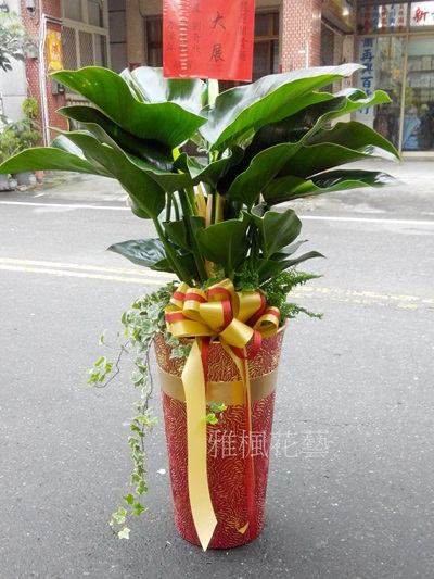 綠鑽帝王蔓綠絨室內植栽_台中市區花店0935768477雅楓花藝