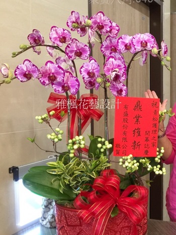 聚寶八角蘭花桌上型盆栽，特殊品種時常缺貨，請在電話確認後再下訂!! (展出.開幕_結婚_榮升_喜慶_會議_新居_探病…等)多くの場合、特別な品種のうち
