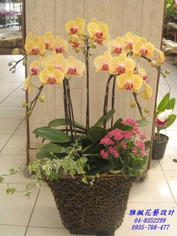 新原美人蘭花盆栽適合各種場合_員林市區花店雅楓花藝04-8352299
