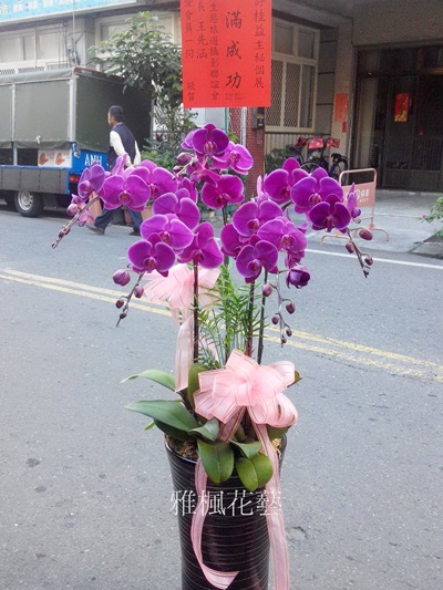 ノーブル蝴蝶蘭二盆以上提供外送(適用於:展出，開幕，結婚，榮升，喜慶，會議，新居，探病…等)