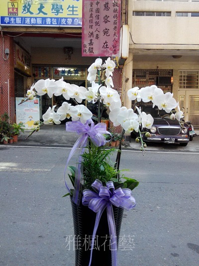 ご多幸を祈ります六株高雅白花蝴蝶蘭盆栽員林雅楓花店送喪事場合