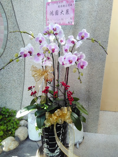 ヤン高い値_高雅蝴蝶蘭花盆栽(日本姑娘)適合各種場合員林花店外送電話0920768477