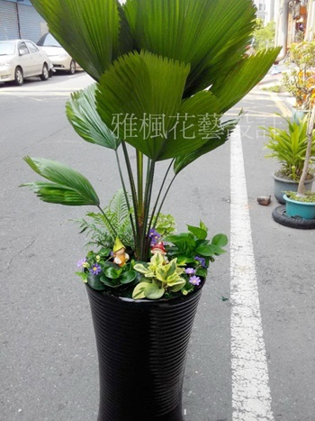 南洋風圓葉蒲葵盆栽&彰化盆栽開幕誌慶員林花店