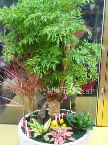 台中盆栽羽葉富貴樹盆栽桌上型(樹頭粗.樹齡夠大)稀有樹齡!!售完只能等明年了