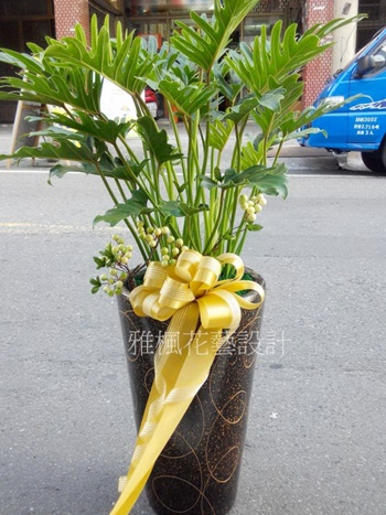 密天使盆栽草屯盆栽喜慶場合&南投花店