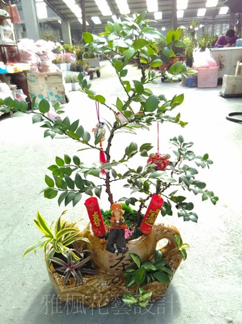 日本竹柏_禪風造型盆栽南投盆栽開幕誌慶南投市花店