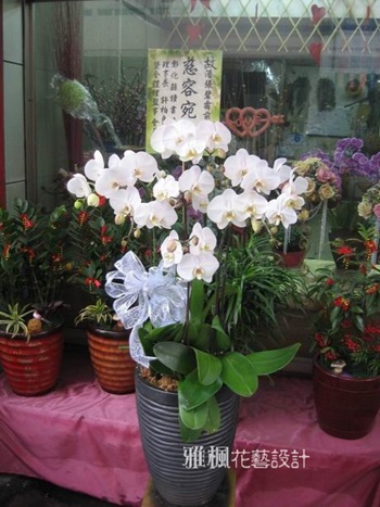 高雅蝴蝶蘭盆栽適用於喪事禮儀弔慰提供外送0935768477雅楓花藝設計花店