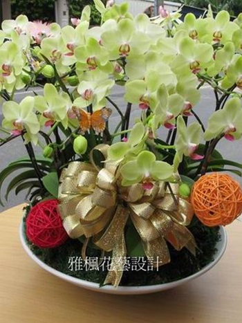 桌上型蘭花(哇沙米)盆栽(開幕_結婚_喜慶_會議_新居_榮升_喬遷_探病..都適合)雲林花店