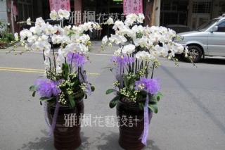 組織培養追思白色蘭花盆栽_草屯花店0935768477外送服務