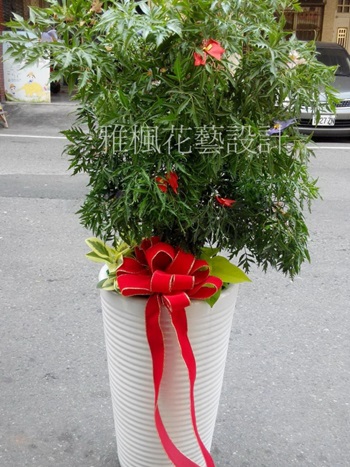 富貴樹盆栽(開幕_會議_新居_榮升_喬遷_喜慶..都適合)草屯花店榮升盆栽