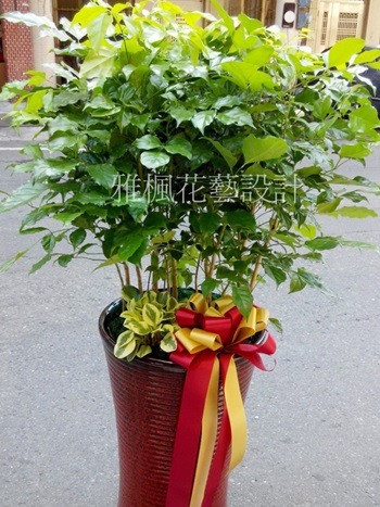 大型旺旺樹盆栽&非常吉利討喜の継続的な販売_收禮者的最愛