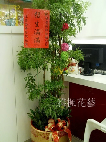 大型富貴樹盆栽&大方高貴_竹山花店開幕盆栽