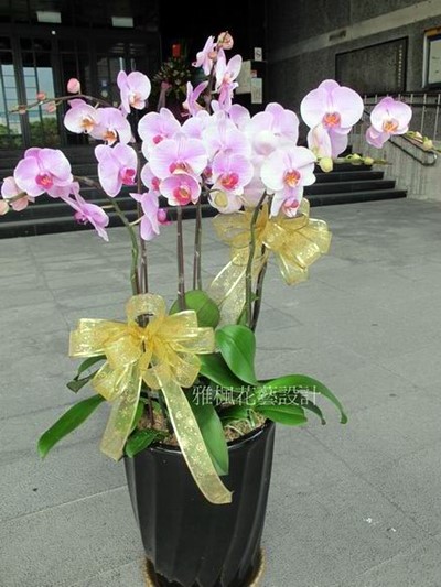粉白色雅玉美人蝴蝶蘭盆栽_雲林花店提供外送服務0920768477