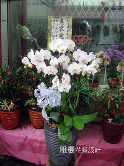 白色祝福高雅蝴蝶蘭盆栽_雅楓花藝設計花店