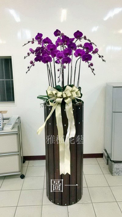 強いです_立地大型高雅蝴蝶蘭盆栽(適合各種場合)雅楓花鄉花藝設計坊