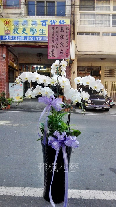 ご多幸を祈ります高雅白花蝴蝶蘭盆栽送殯儀館推薦社頭鄉花店，彰化縣溪州鄉花店公祭蘭花盆栽