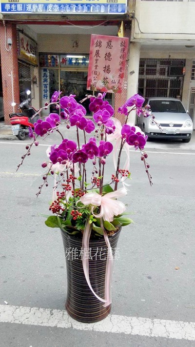 A級大瑞利蘭花盆栽，立地型!!_名間鄉花店_竹山花店代客送致意蘭花盆栽