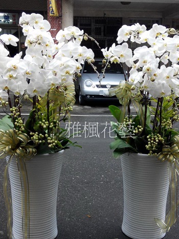 喪禮蘭花一盆5500元草屯殯儀館外送048352299草屯花店