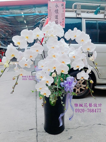 白色的祝福，立地型高雅白花蝴蝶蘭盆栽 (適用於喪事禮儀_弔慰_告別式)草屯花店