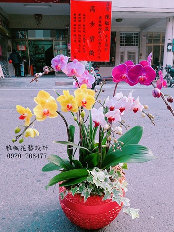 多種顏色組合蘭花盆栽開幕_結婚_榮升_喜慶_會議_新居_探病_顏色以當季具特色花卉為主_彰化縣員林市雅楓花鄉花藝設計坊提供外送服務